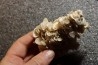 Gypsum crystal  with fossils seashell inclusion - Nouakchott, MAURITANIA