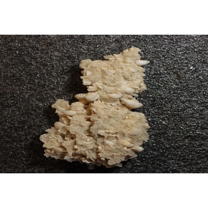 Gypsum crystal  with fossils seashell inclusion - Nouakchott, MAURITANIA