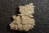 Gypsum crystal  with fossils seashell inclusion - Nouakchott, MAURITANIA