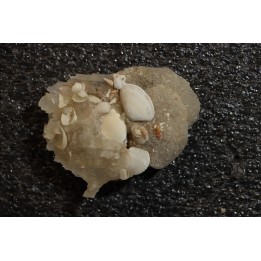Inclusions de coquilles fossiles dans des cristaux de Gypse - Nouakchott, MAURITANIE