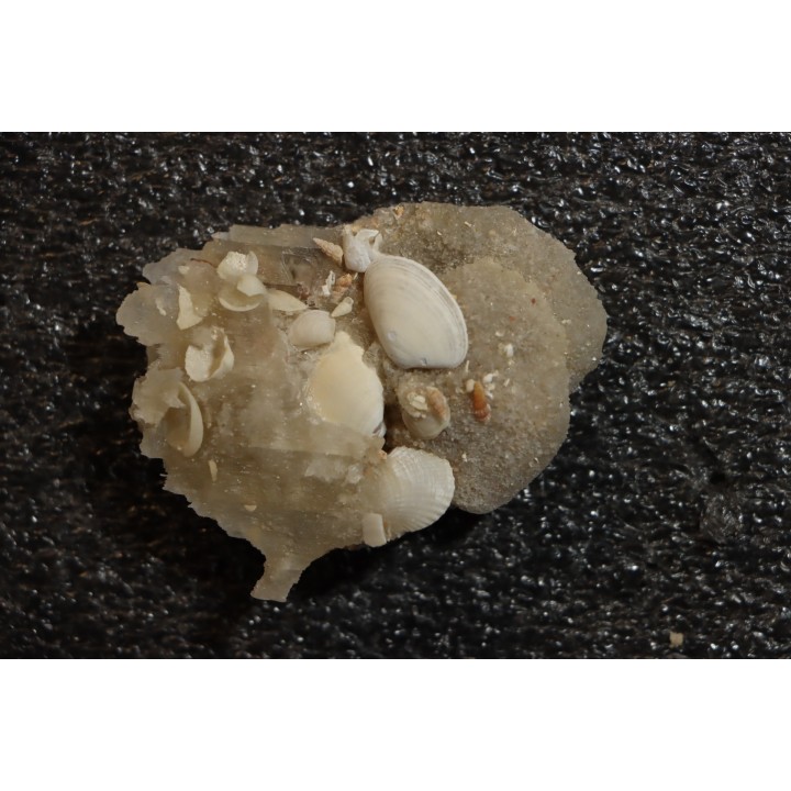 Inclusions de coquilles fossiles dans des cristaux de Gypse - Nouakchott, MAURITANIE