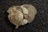 Gypsum crystal  with fossils seashell inclusion - Nouakchott, MAURITANIA