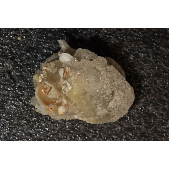 Gypsum crystal  with fossils seashell inclusion - Nouakchott, MAURITANIA