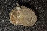 Gypsum crystal  with fossils seashell inclusion - Nouakchott, MAURITANIA