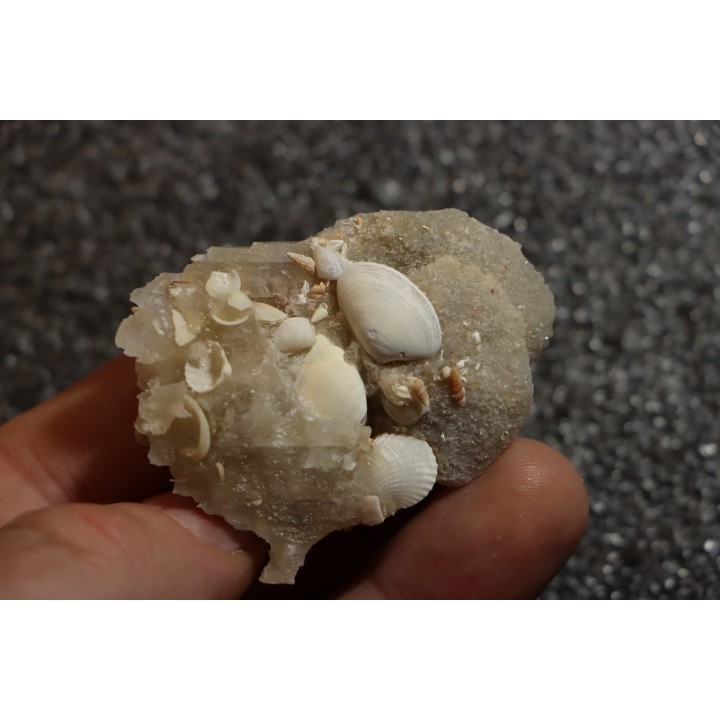 Inclusions de coquilles fossiles dans des cristaux de Gypse - Nouakchott, MAURITANIE
