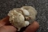 Gypsum crystal  with fossils seashell inclusion - Nouakchott, MAURITANIA