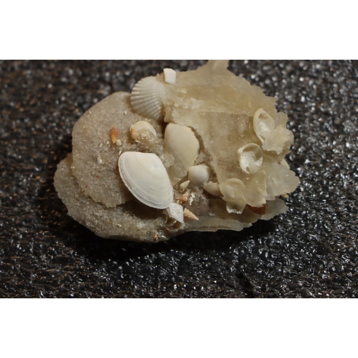 Gypsum crystal  with fossils seashell inclusion - Nouakchott, MAURITANIA