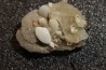Inclusions de coquilles fossiles dans des cristaux de Gypse - Nouakchott, MAURITANIE