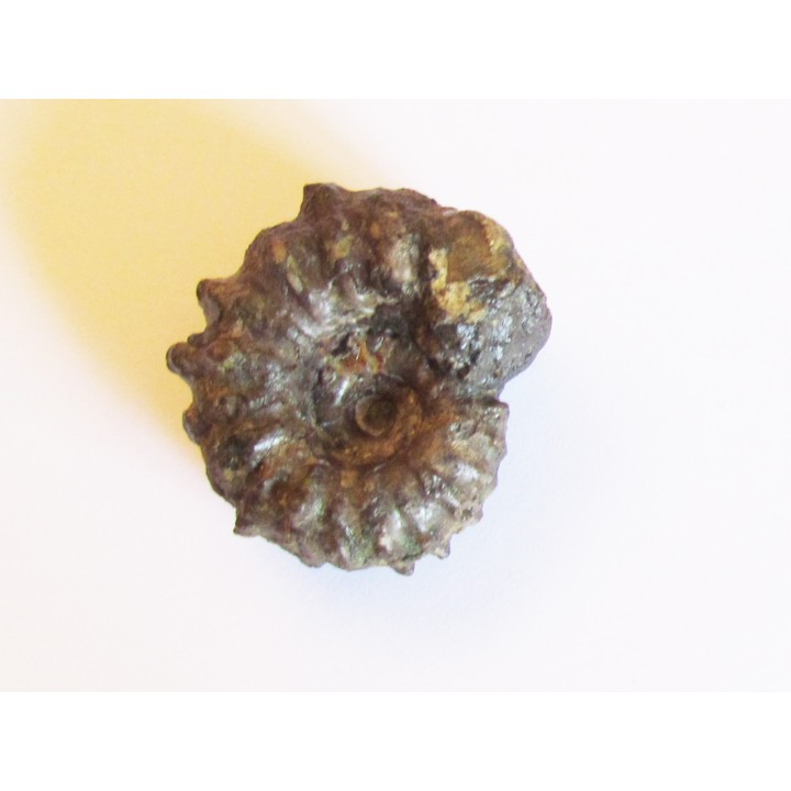 DOUVILLEICERAS MAMILATUM de Canjuers (1)