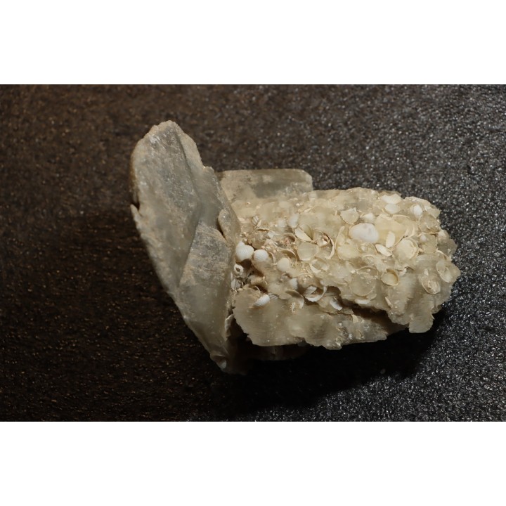 Inclusions de coquilles fossiles dans des cristaux de Gypse - Nouakchott, MAURITANIE
