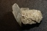 Gypsum crystal  with fossils seashell inclusion - Nouakchott, MAURITANIA