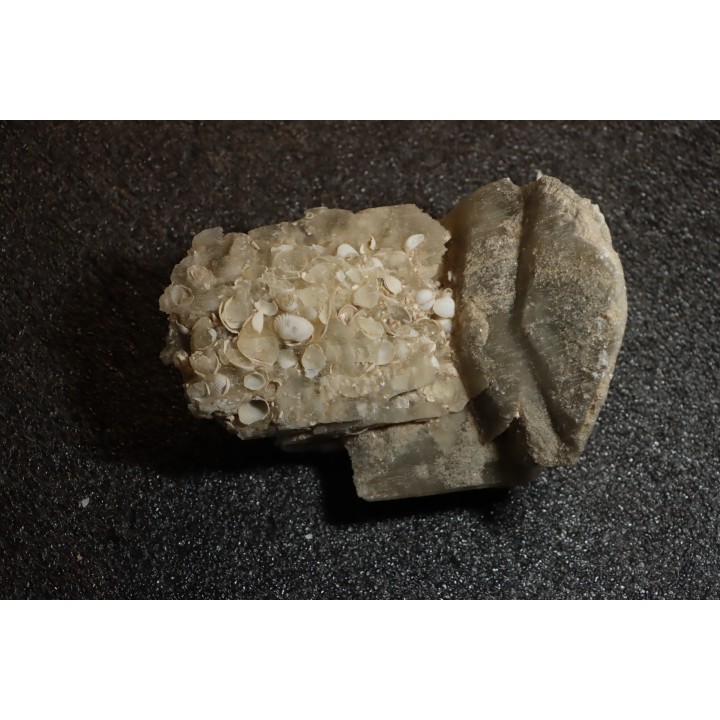 Gypsum crystal  with fossils seashell inclusion - Nouakchott, MAURITANIA