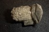 Gypsum crystal  with fossils seashell inclusion - Nouakchott, MAURITANIA