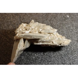 Gypsum crystal  with fossils seashell inclusion - Nouakchott, MAURITANIA