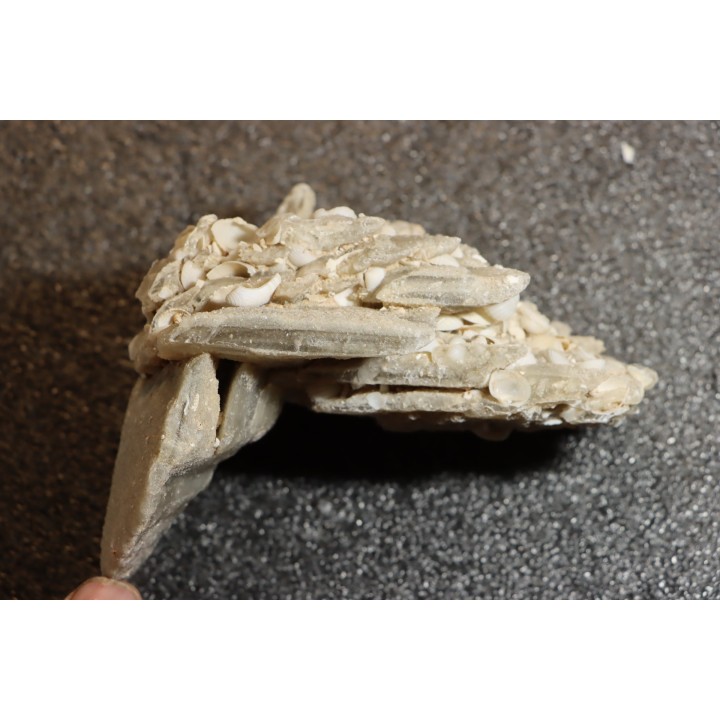 Gypsum crystal  with fossils seashell inclusion - Nouakchott, MAURITANIA