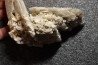 Gypsum crystal  with fossils seashell inclusion - Nouakchott, MAURITANIA