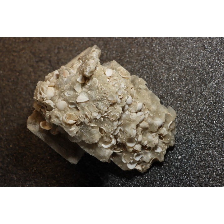 Gypsum crystal  with fossils seashell inclusion - Nouakchott, MAURITANIA