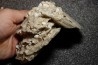 Gypsum crystal  with fossils seashell inclusion - Nouakchott, MAURITANIA