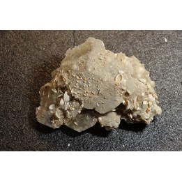Inclusions de coquilles fossiles dans des cristaux de Gypse - Nouakchott, MAURITANIE