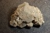 Gypsum crystal  with fossils seashell inclusion - Nouakchott, MAURITANIA