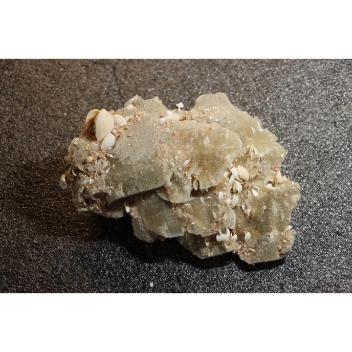 Gypsum crystal  with fossils seashell inclusion - Nouakchott, MAURITANIA