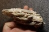 Gypsum crystal  with fossils seashell inclusion - Nouakchott, MAURITANIA