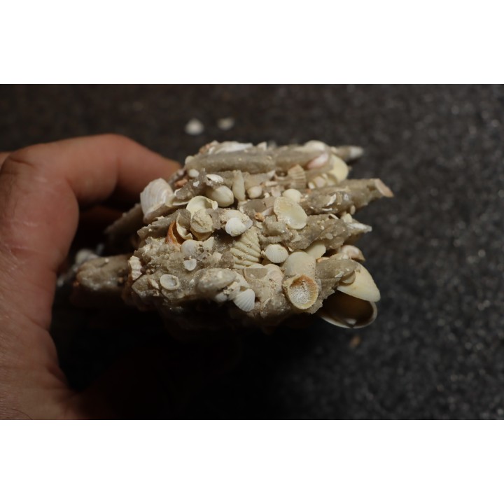 Gypsum crystal  with fossils seashell inclusion - Nouakchott, MAURITANIA