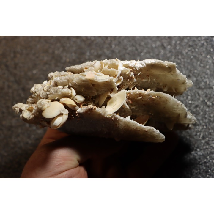 Inclusions de coquilles fossiles dans des cristaux de Gypse - Nouakchott, MAURITANIE