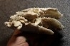 Gypsum crystal  with fossils seashell inclusion - Nouakchott, MAURITANIA