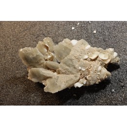 Gypsum crystal  with fossils seashell inclusion - Nouakchott, MAURITANIA