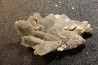 Inclusions de coquilles fossiles dans des cristaux de Gypse - Nouakchott, MAURITANIE