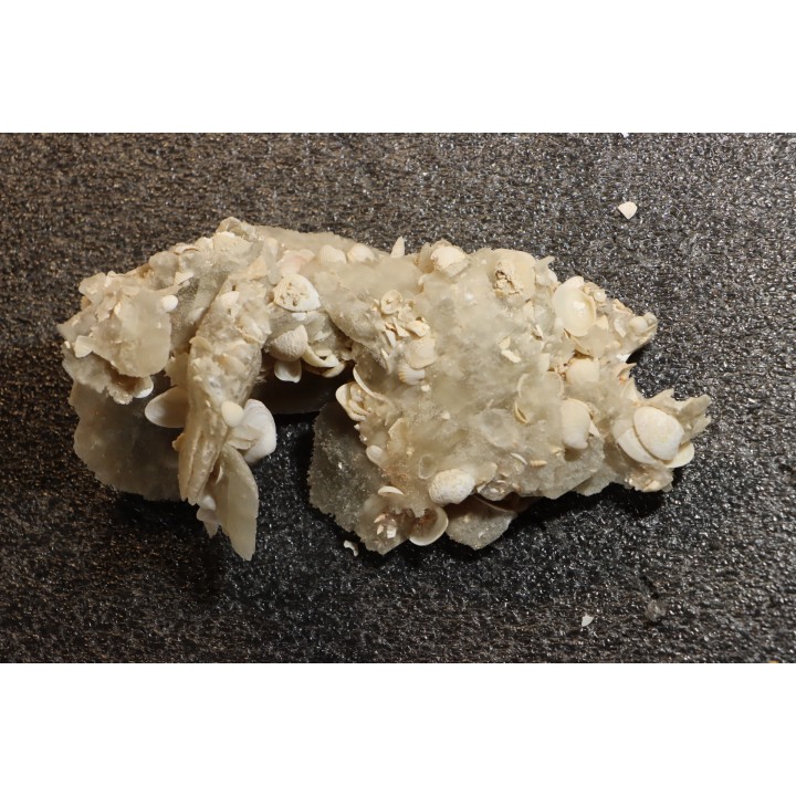 Gypsum crystal  with fossils seashell inclusion - Nouakchott, MAURITANIA