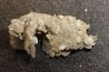Gypsum crystal  with fossils seashell inclusion - Nouakchott, MAURITANIA