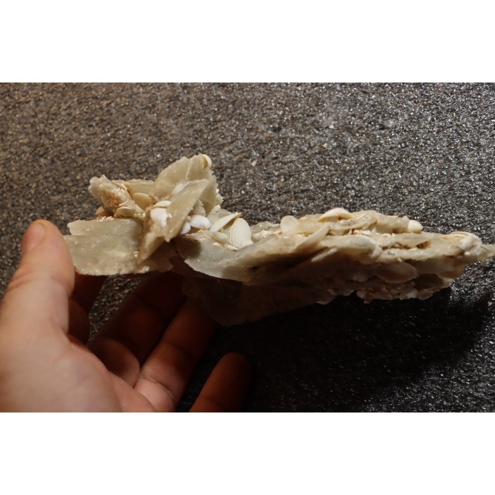 Gypsum crystal  with fossils seashell inclusion - Nouakchott, MAURITANIA