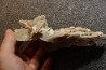Gypsum crystal  with fossils seashell inclusion - Nouakchott, MAURITANIA