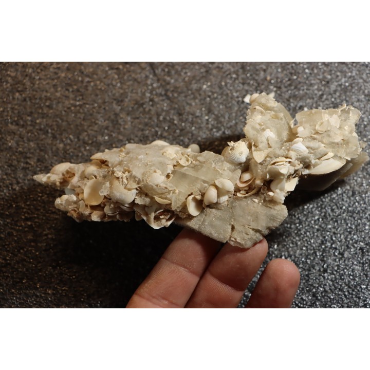 Gypsum crystal  with fossils seashell inclusion - Nouakchott, MAURITANIA