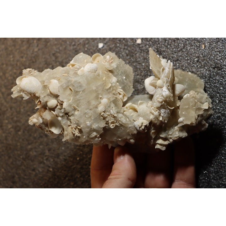 Gypsum crystal  with fossils seashell inclusion - Nouakchott, MAURITANIA