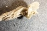 Gypsum crystal  with fossils seashell inclusion - Nouakchott, MAURITANIA
