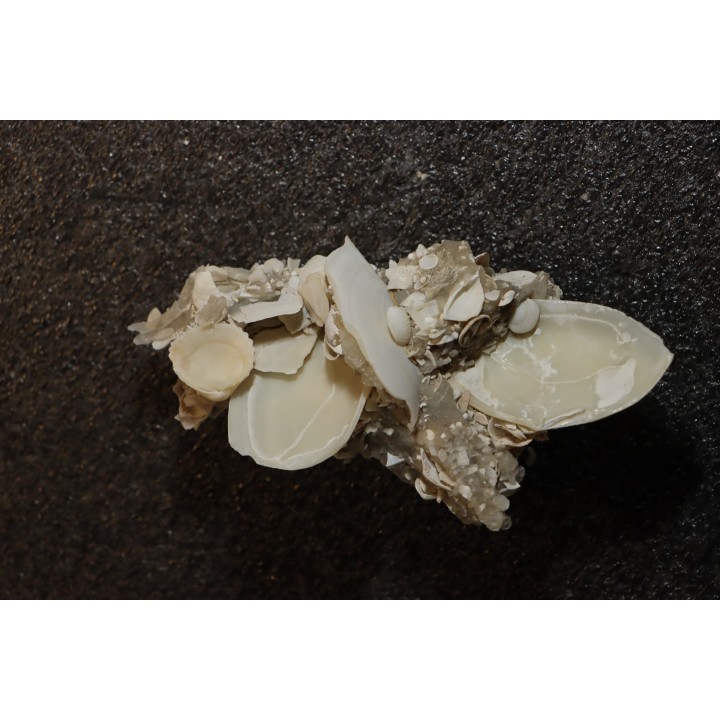 Gypsum crystal  with fossils seashell inclusion - Nouakchott, MAURITANIA