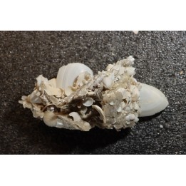 Inclusions de coquilles fossiles dans des cristaux de Gypse - Nouakchott, MAURITANIE