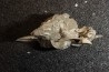 Gypsum crystal  with fossils seashell inclusion - Nouakchott, MAURITANIA