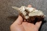 Gypsum crystal  with fossils seashell inclusion - Nouakchott, MAURITANIA
