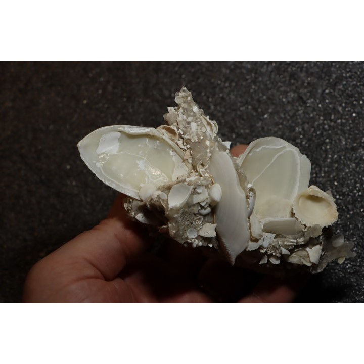 Gypsum crystal  with fossils seashell inclusion - Nouakchott, MAURITANIA