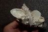 Inclusions de coquilles fossiles dans des cristaux de Gypse - Nouakchott, MAURITANIE