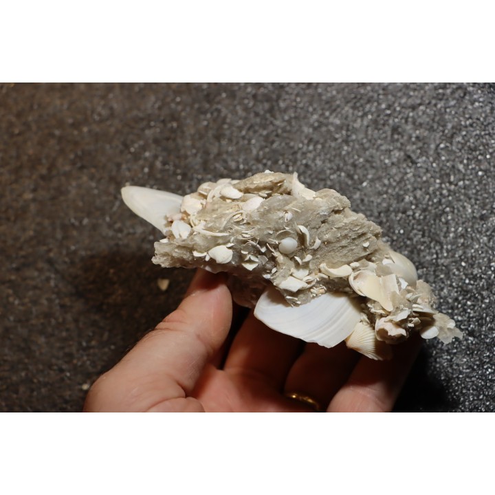 Gypsum crystal  with fossils seashell inclusion - Nouakchott, MAURITANIA