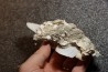 Gypsum crystal  with fossils seashell inclusion - Nouakchott, MAURITANIA