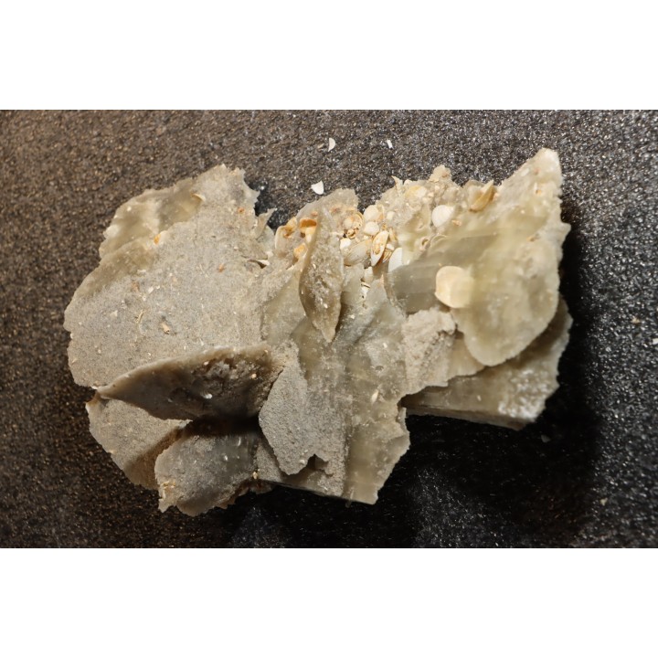 Gypsum crystal  with fossils seashell inclusion - Nouakchott, MAURITANIA