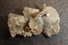 Gypsum crystal with fossils seashell inclusion - Nouakchott, MAURITANIA