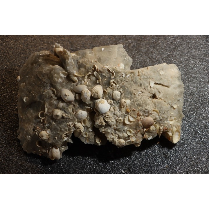 Gypsum crystal  with fossils seashell inclusion - Nouakchott, MAURITANIA