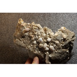 Gypsum crystal  with fossils seashell inclusion - Nouakchott, MAURITANIA